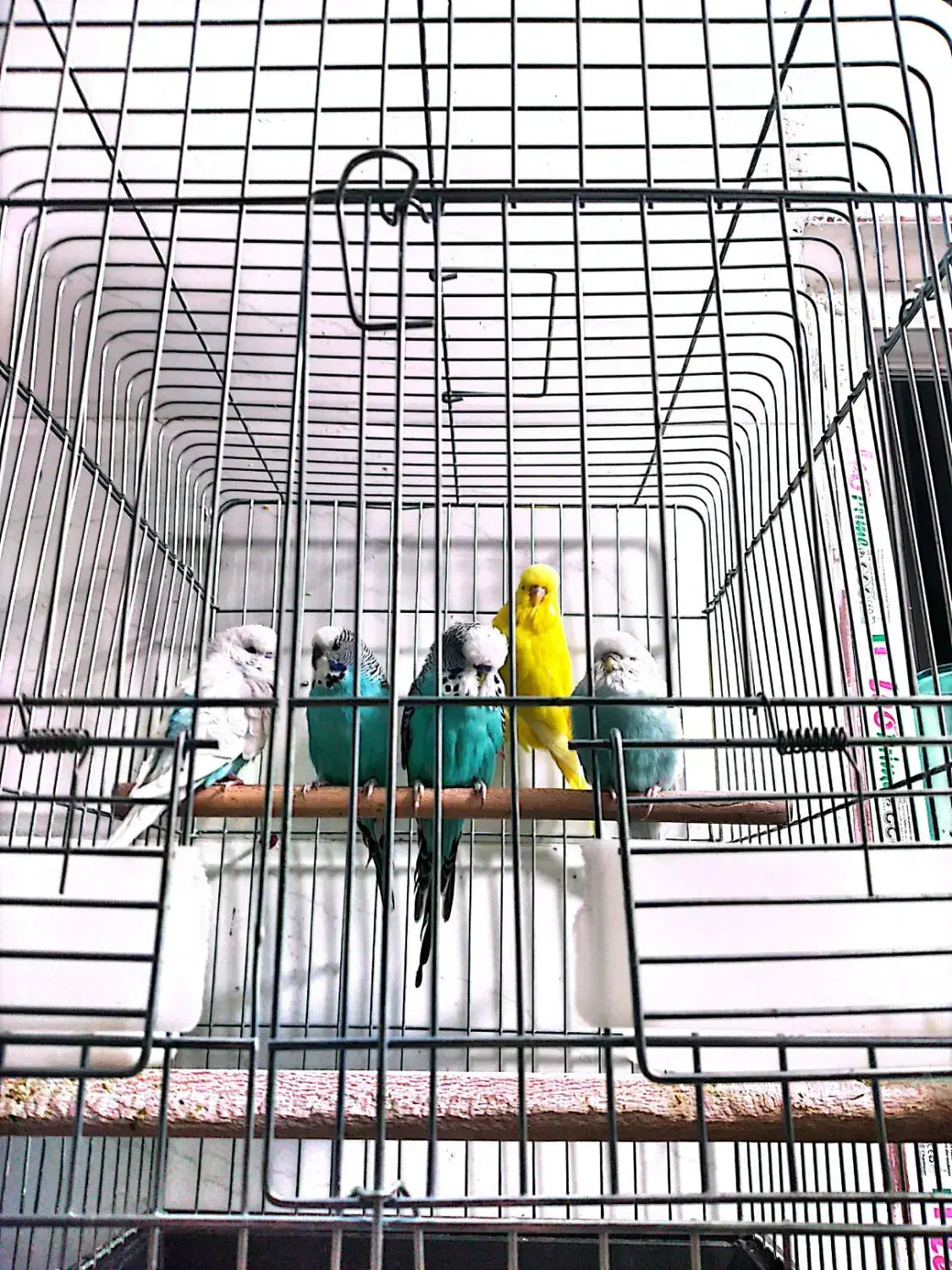 پنج عدد مرغ عشق انگلیسی گرید A|پرنده|اهواز, گلستان|دیوار