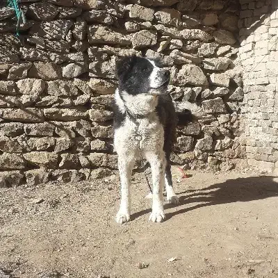 سگ قهدریجانی اصیل|سگ|فریدونشهر, |دیوار