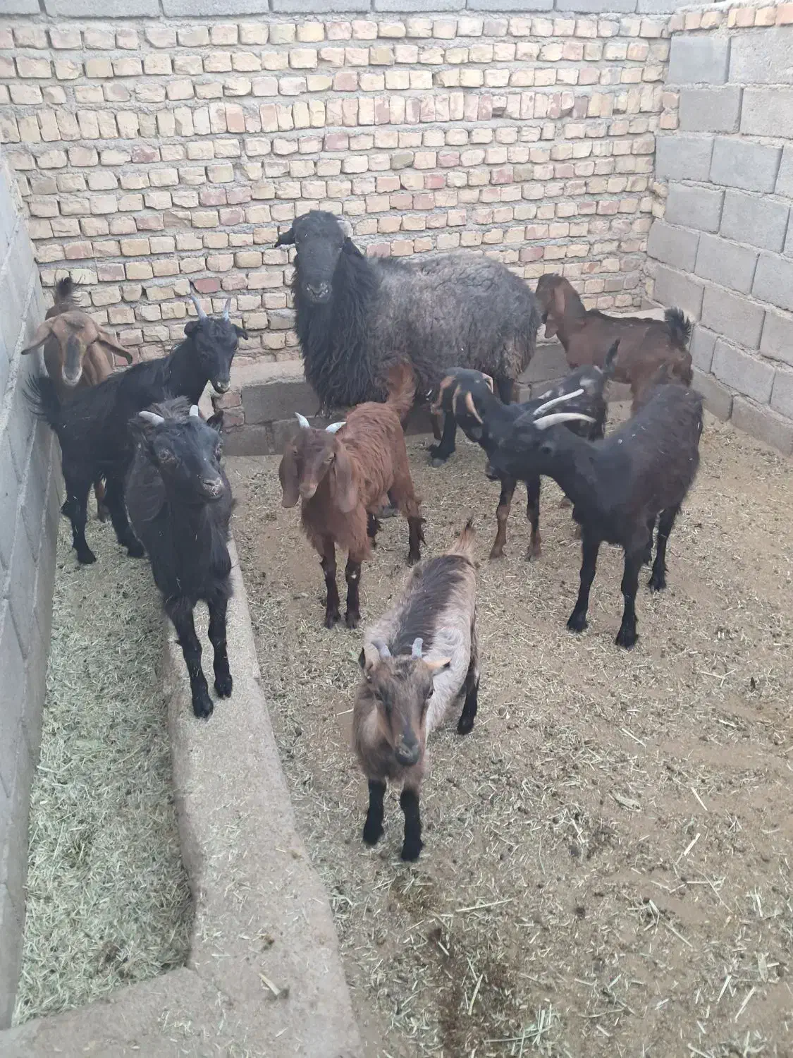 بزغاله ماده|حیوانات مزرعه|گرمسار, |دیوار