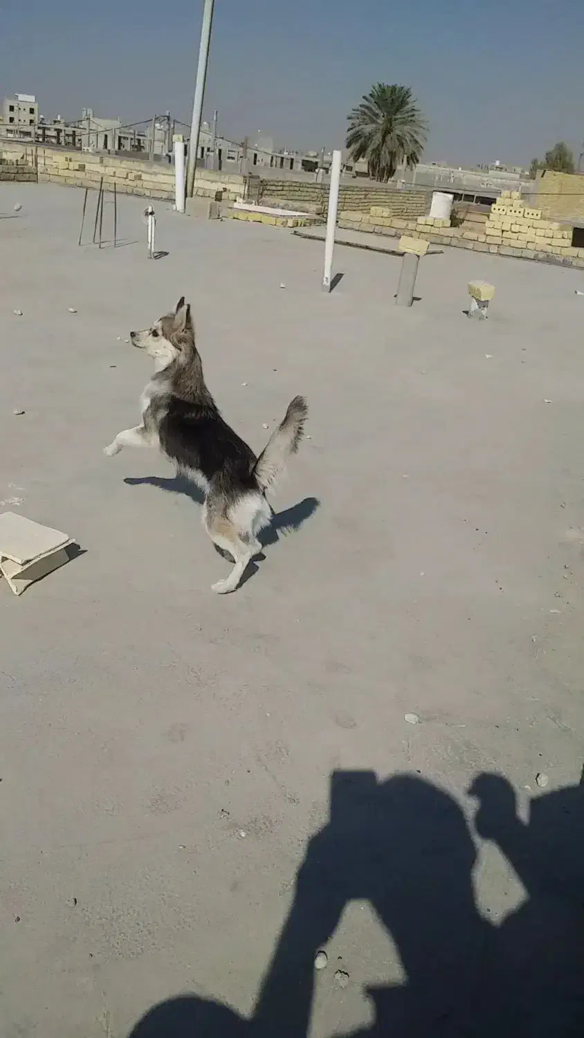 سگ زیبا|سگ|جهرم, |دیوار