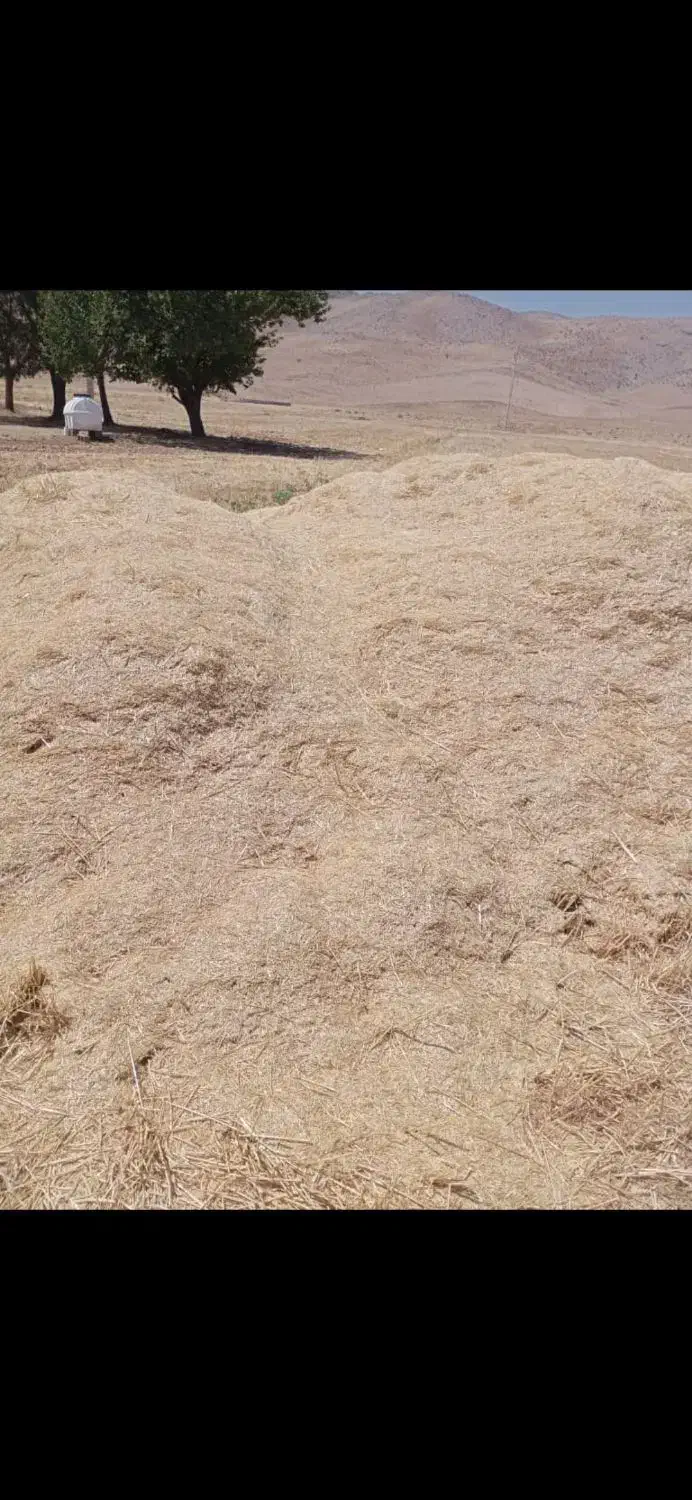 فروش کاه سفید|خدمات باغبانی و درختکاری|سده (فارس), |دیوار