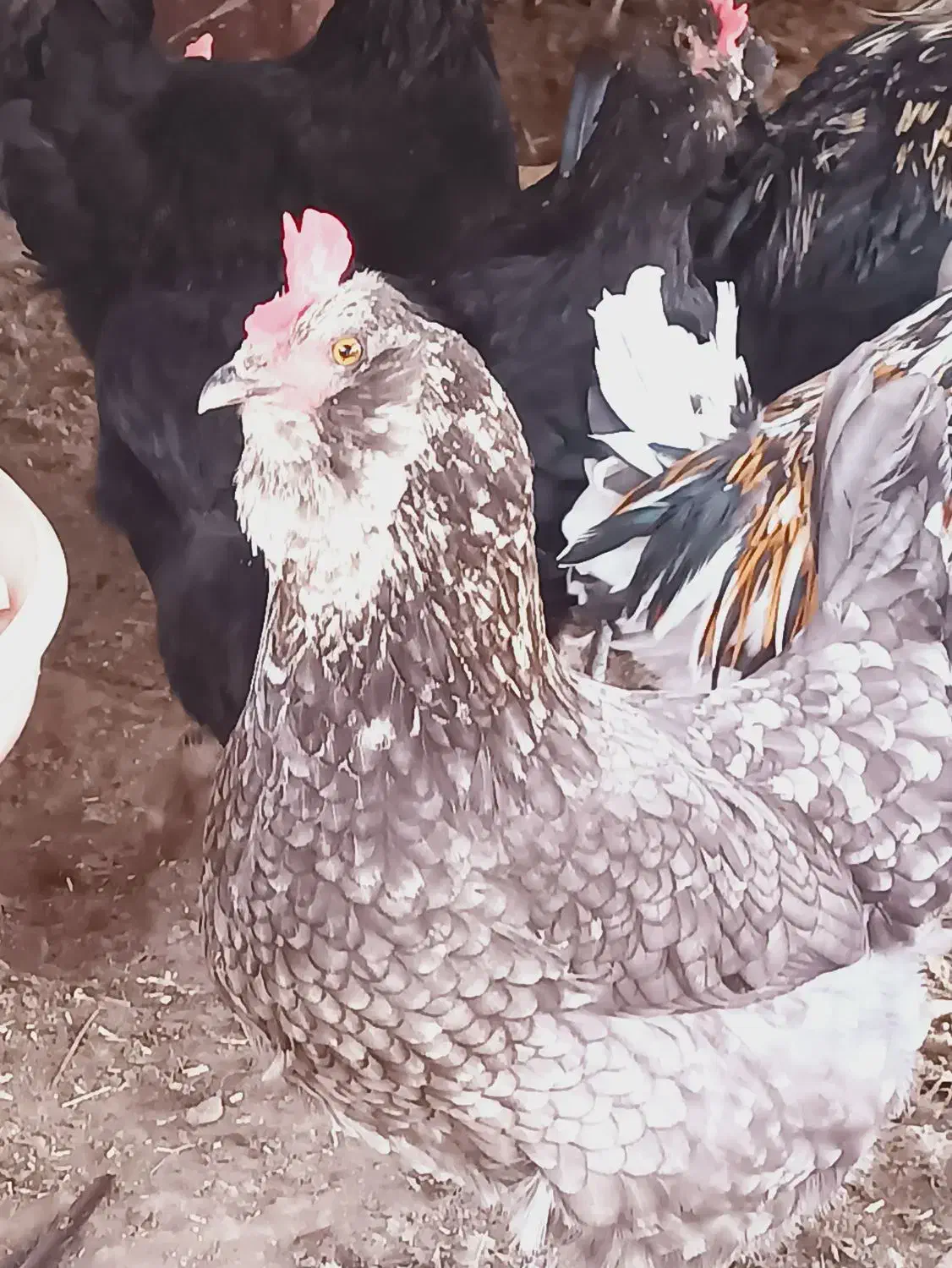 تخم نطفه دار|حیوانات مزرعه|محمدشهر, شهرک پیام (مهرالبرز)|دیوار