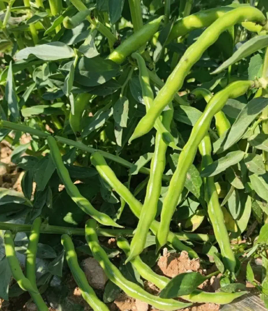 باقله باقالی باقلا|خوردنی و آشامیدنی|ششده و قره بلاغ, |دیوار