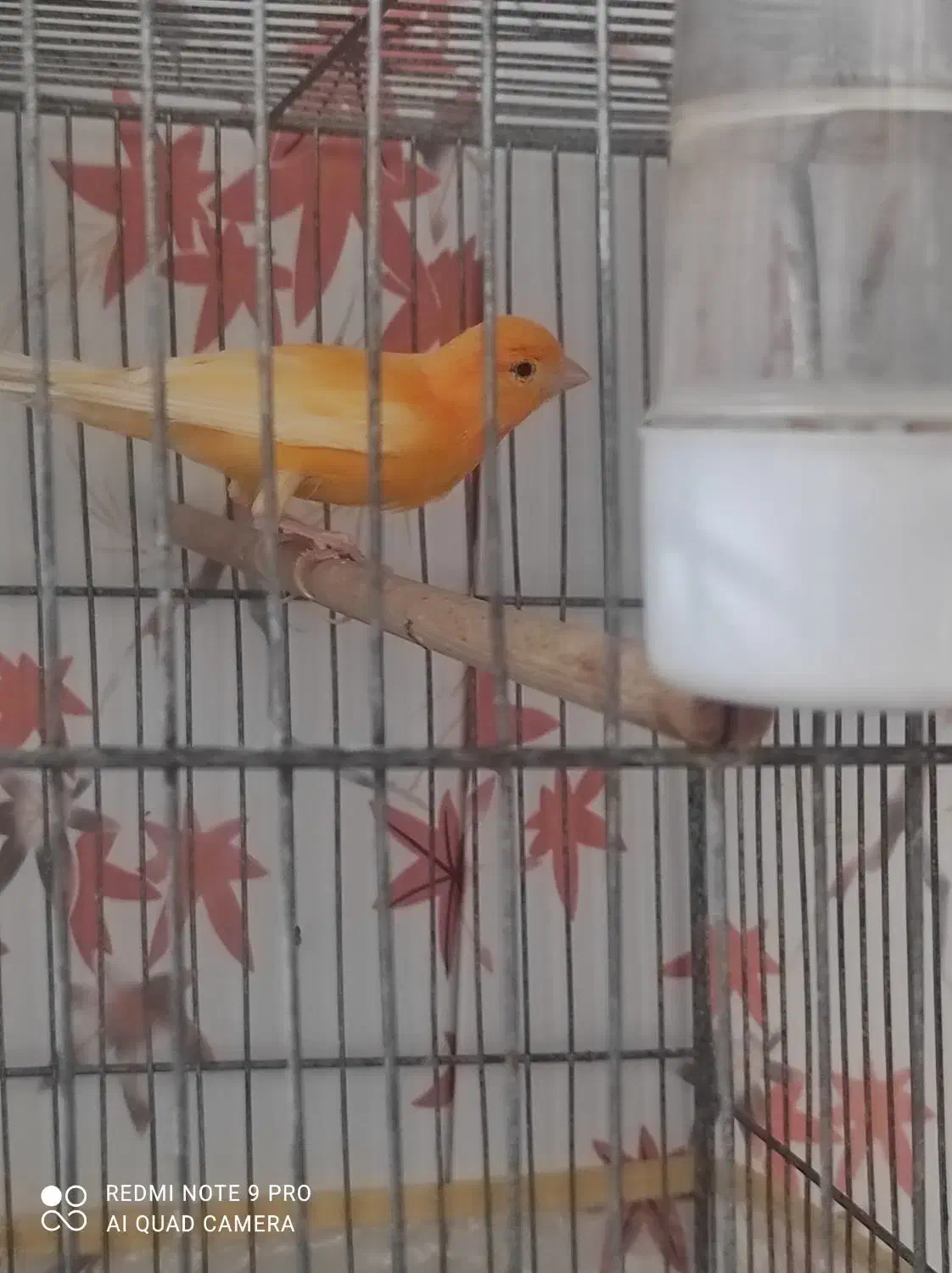 نر سرخ رنگ طبیعی جوجه امسال قیمت ۱۵۰۰ مقطوع|پرنده|تربتحیدریه, بالا ولایت|دیوار