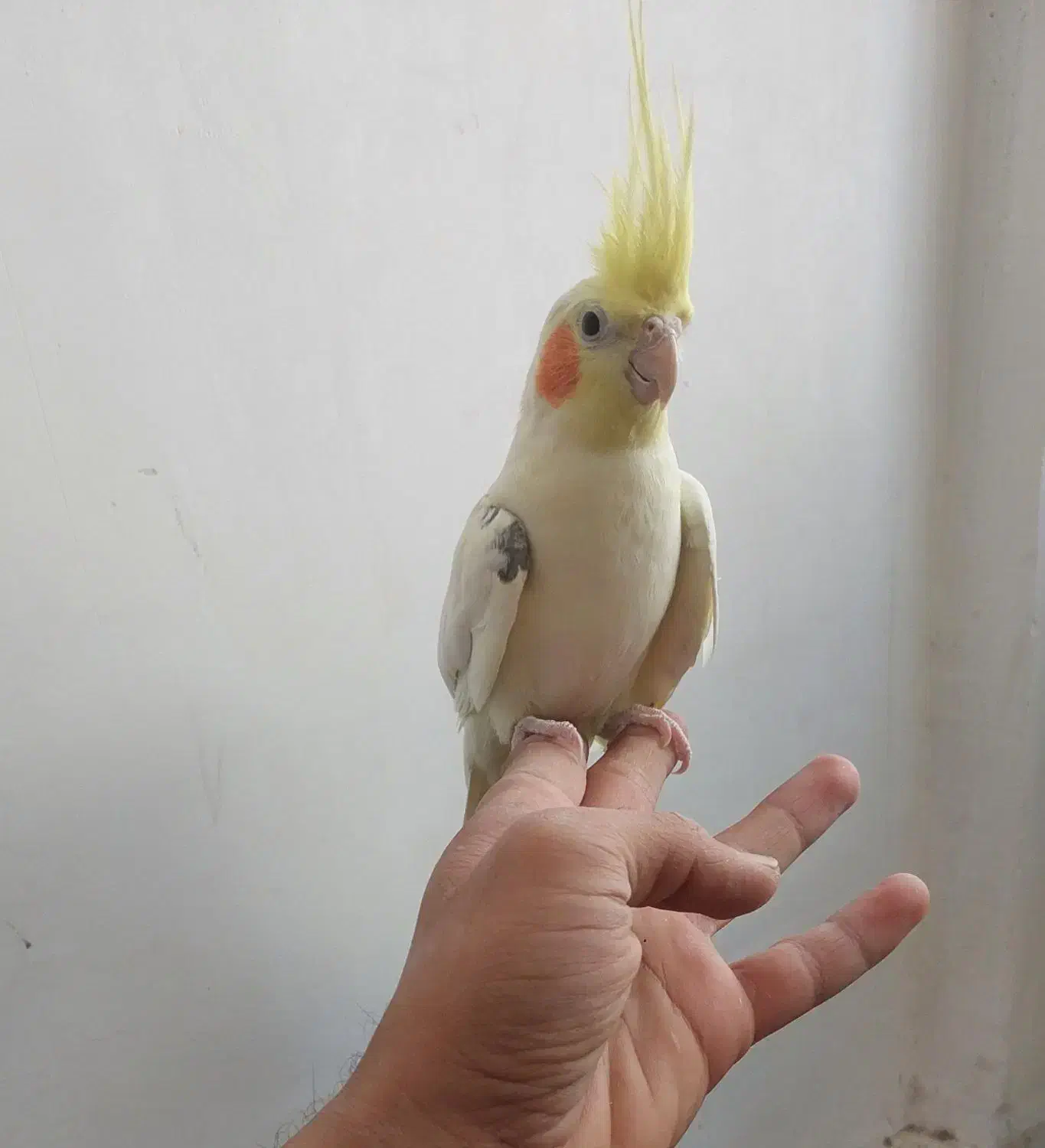 پرنده عروس هلندی|پرنده|گلمکان, |دیوار