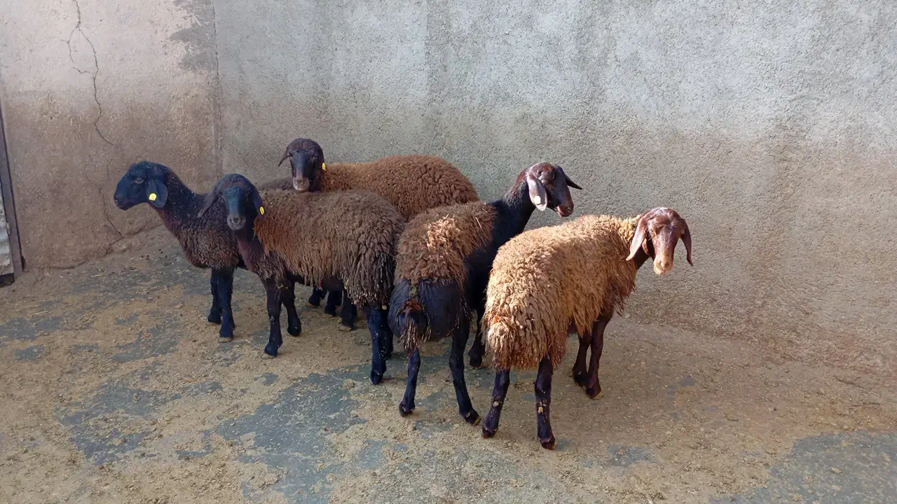 چند راس بره نر ماده هترو|حیوانات مزرعه|صائین قلعه, |دیوار