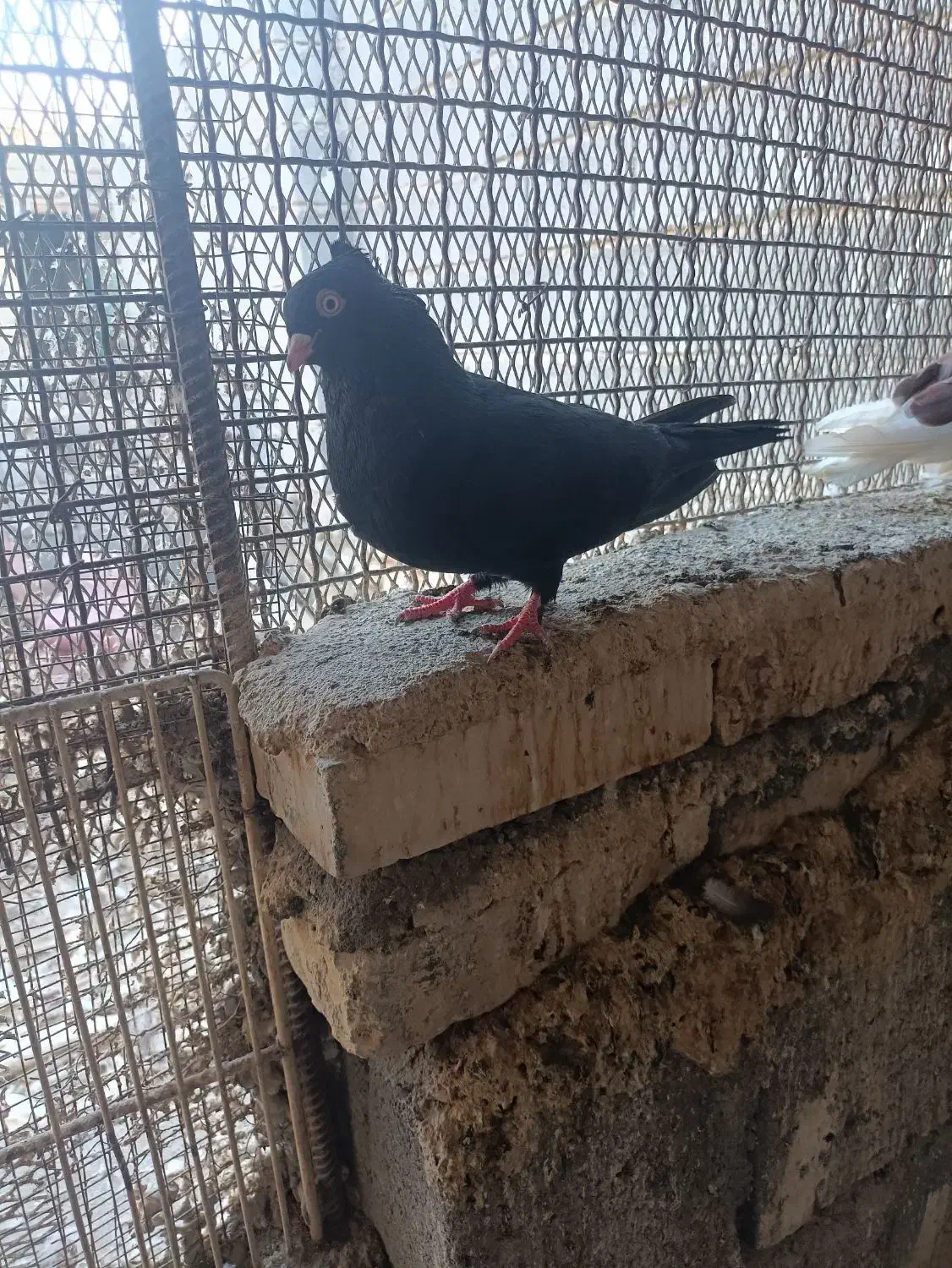 زاغ چشم نوک نر مست|پرنده|رودان, |دیوار