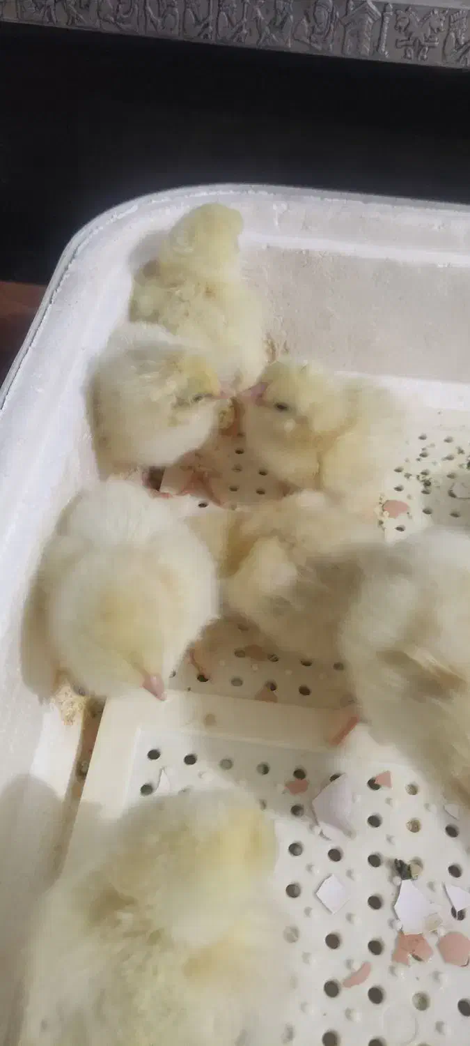 جوجه ، مرغ ، خروس برهما لایت با ۳۰ درصد تخفیف|حیوانات مزرعه|گرگان, |دیوار