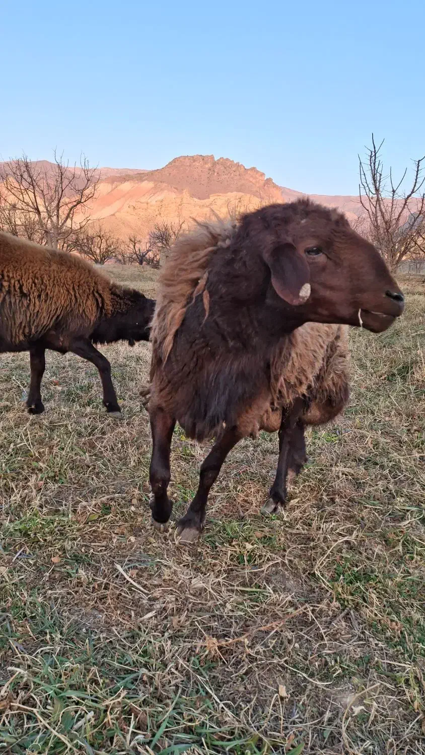 قوچ همو|حیوانات مزرعه|ماهنشان, |دیوار