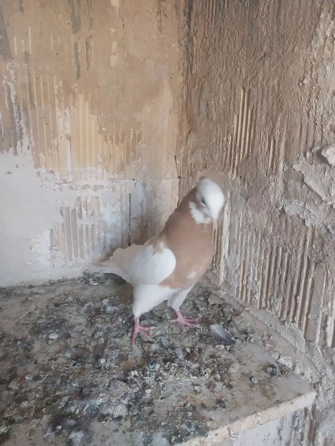 کفتر طوقی کله سینه|پرنده|شیراز, دکتر حسابی|دیوار