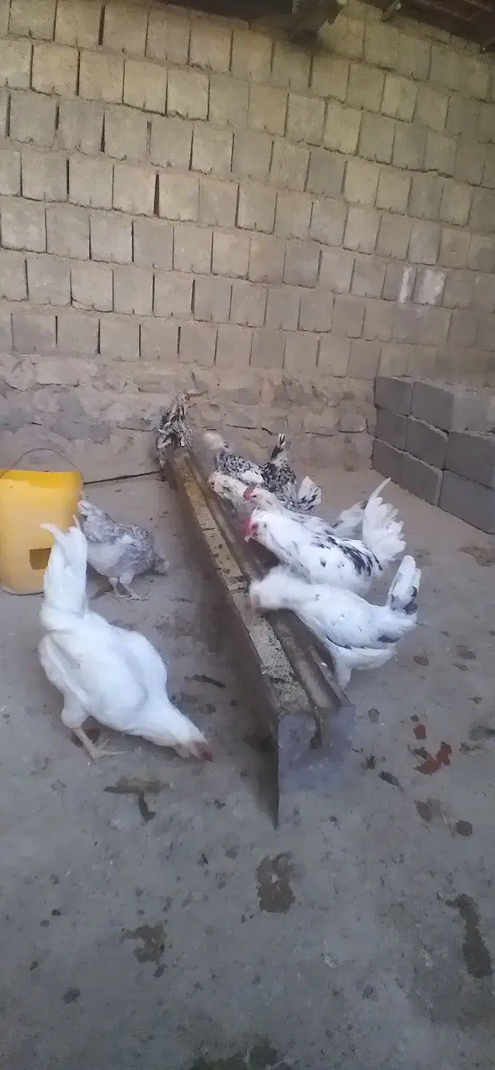 تخم مرغ گلین وخروس گلین|حیوانات مزرعه|گچی, |دیوار