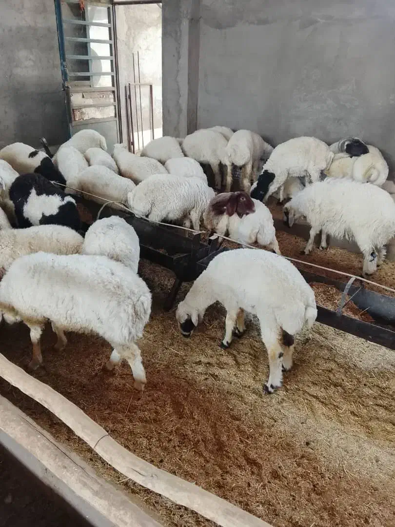 گوسفند بره گوشت مرغ|حیوانات مزرعه|سیرجان, |دیوار