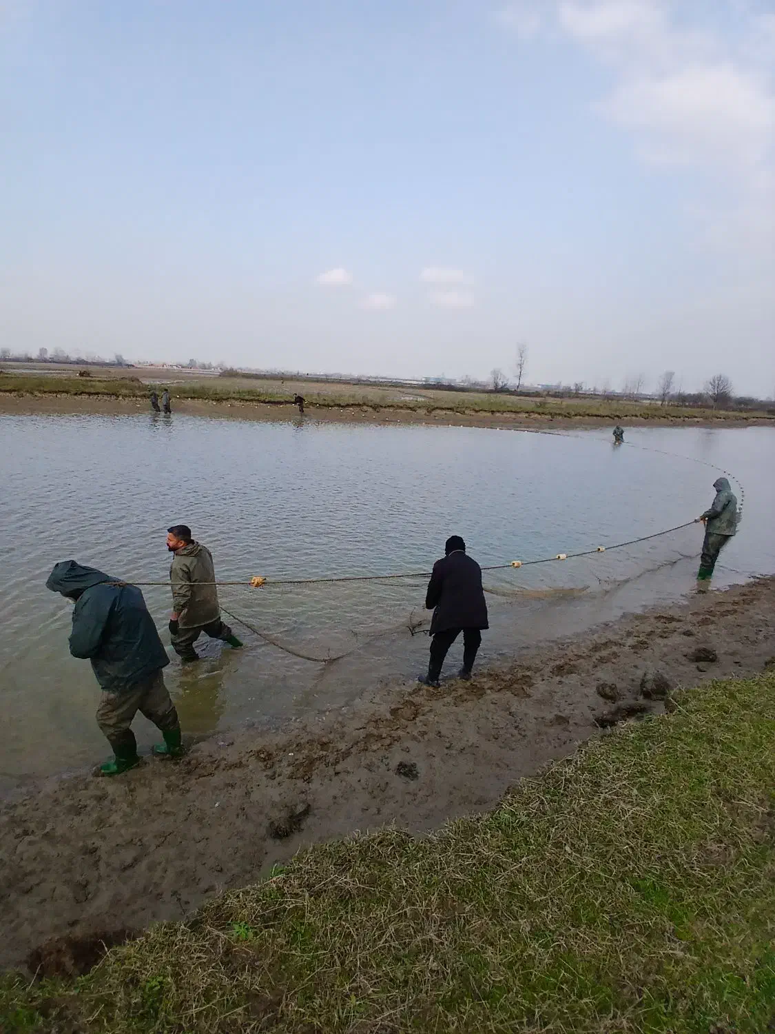 خرید و فروش ماهی کپور امور فیتوفاک و بیگهد|ماهی|رشت, بازار|دیوار