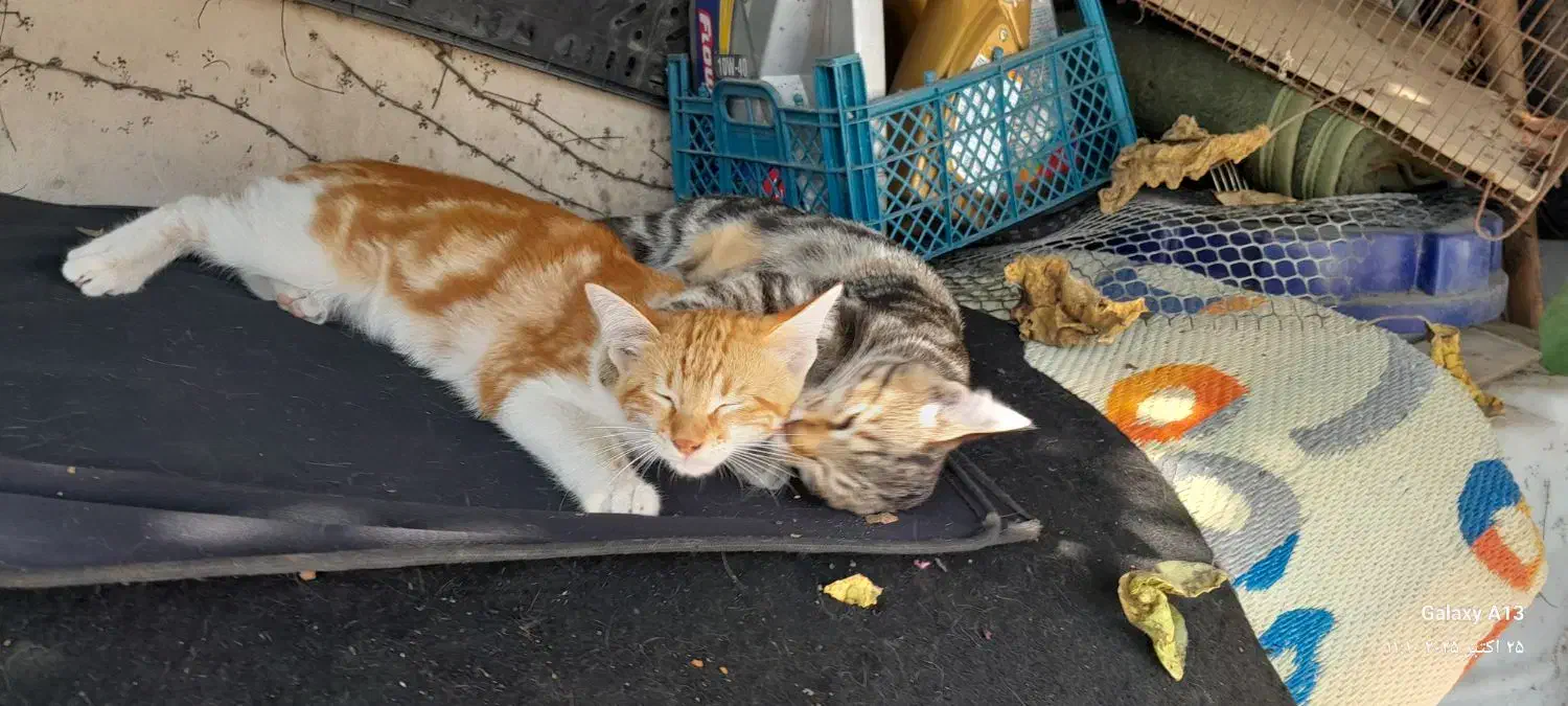 واگذاری رایگان گربه ماده زرد و سفید|گربه|قائم‌شهر, |دیوار