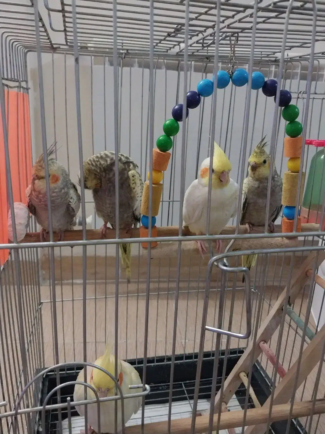 فروش عروس هلندی ماده۳ماهه ومولد ماده|پرنده|الوند, |دیوار