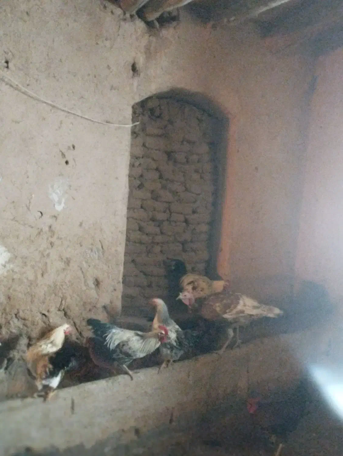 خروس محلی|حیوانات مزرعه|تربت جام, جامرود|دیوار