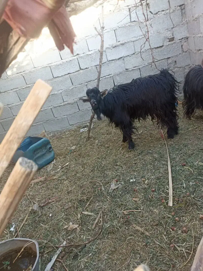 تروشت|حیوانات مزرعه|جالق, |دیوار