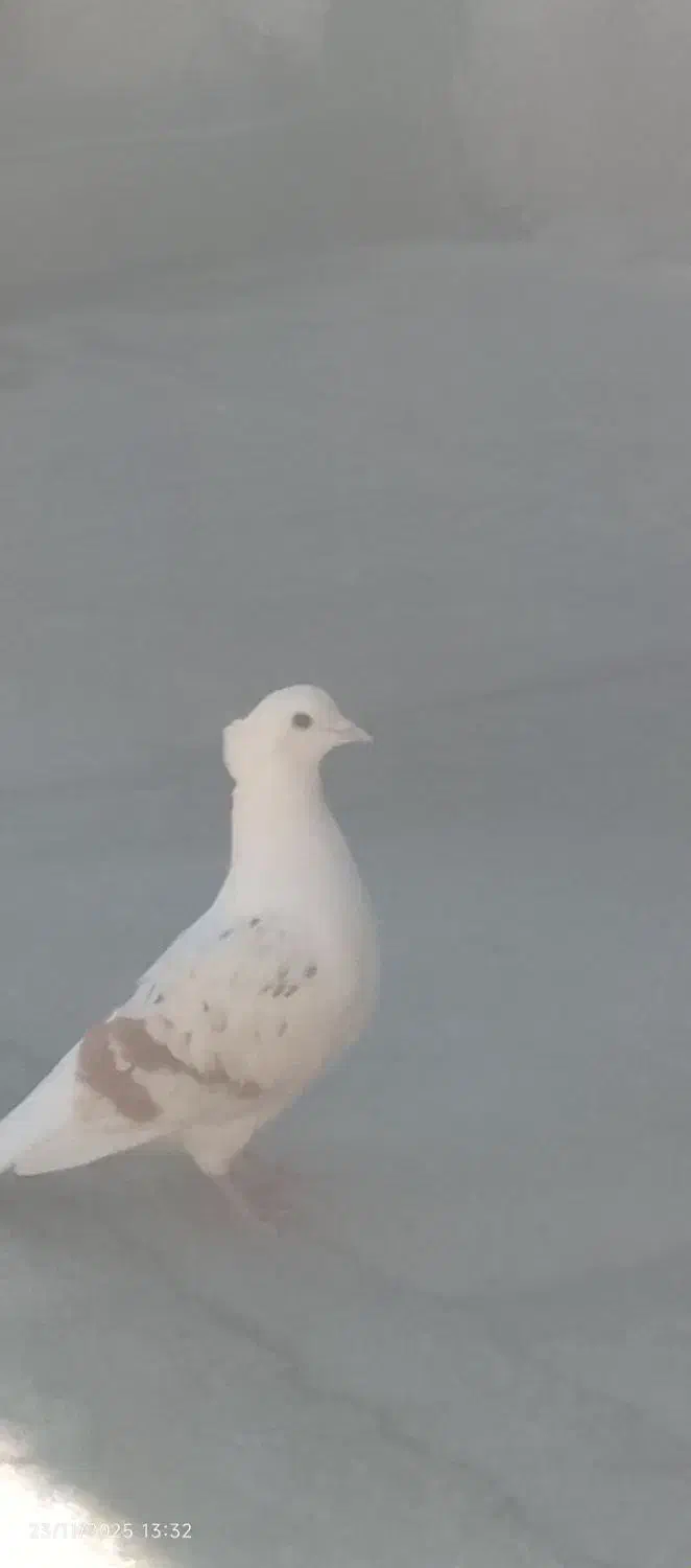 کبوتر|پرنده|الشتر, |دیوار