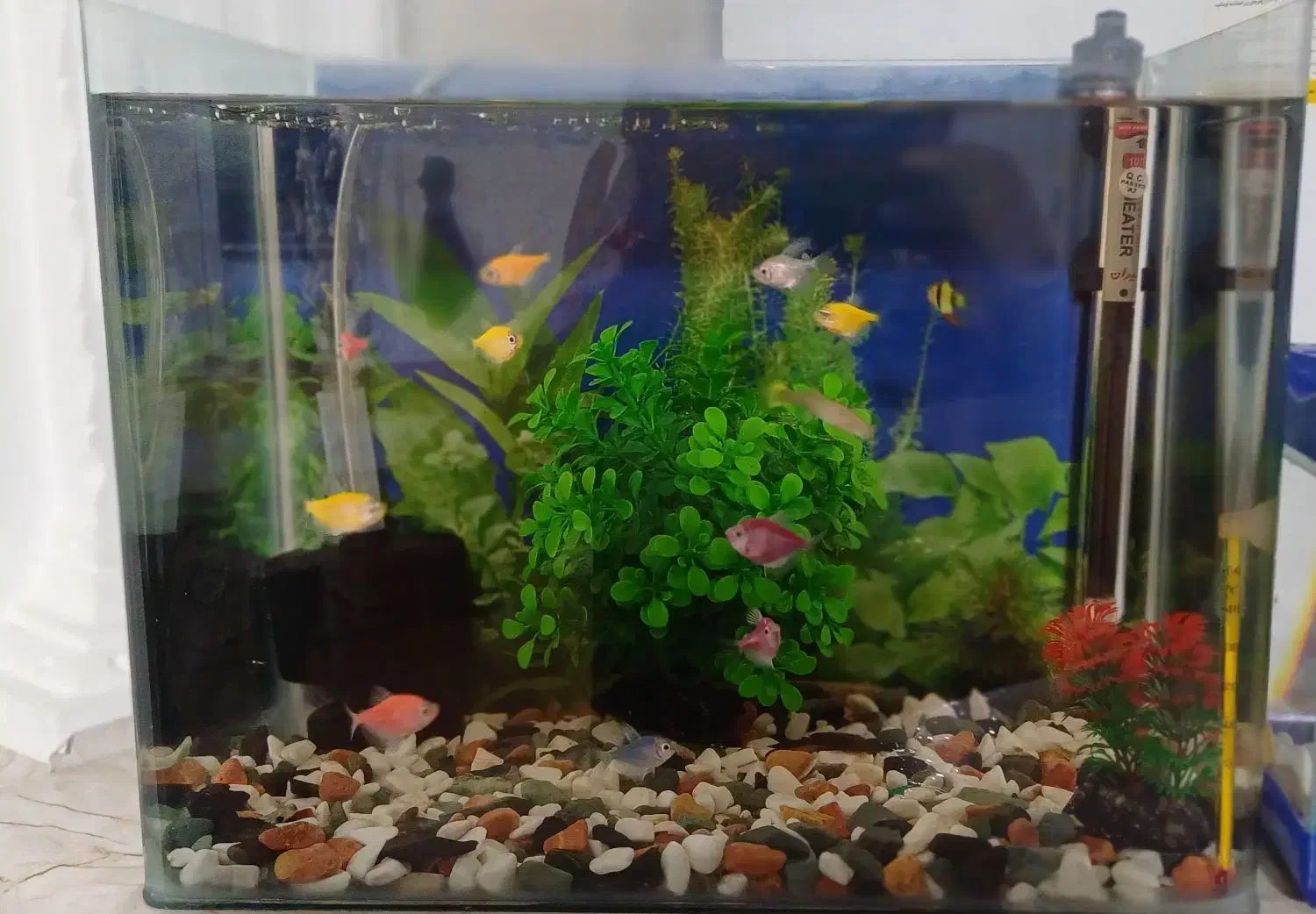 آکواریوم خم شرکتی|ماهی|الوند, |دیوار