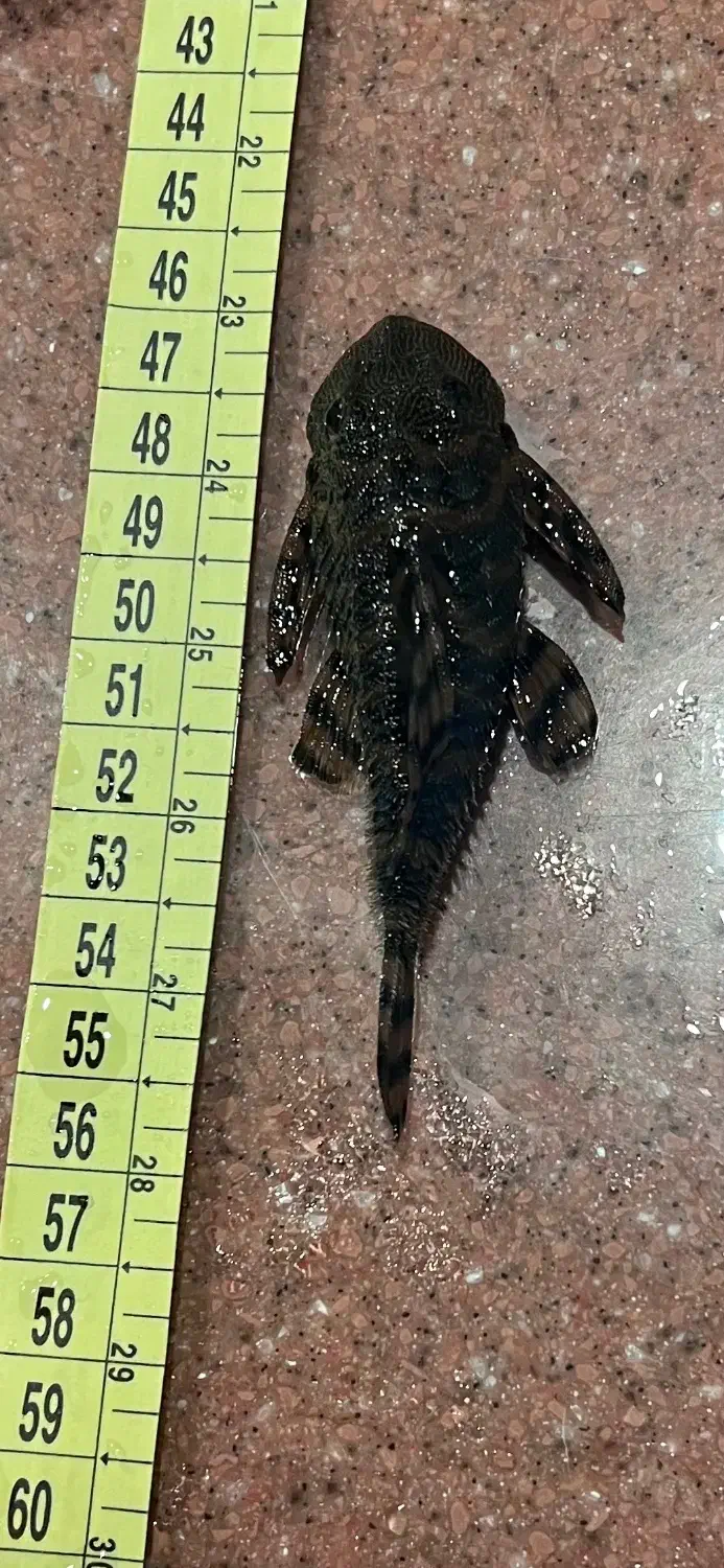 پلکو زبرا و تایگر و آنجل دودی|ماهی|تهران, زعفرانیه|دیوار