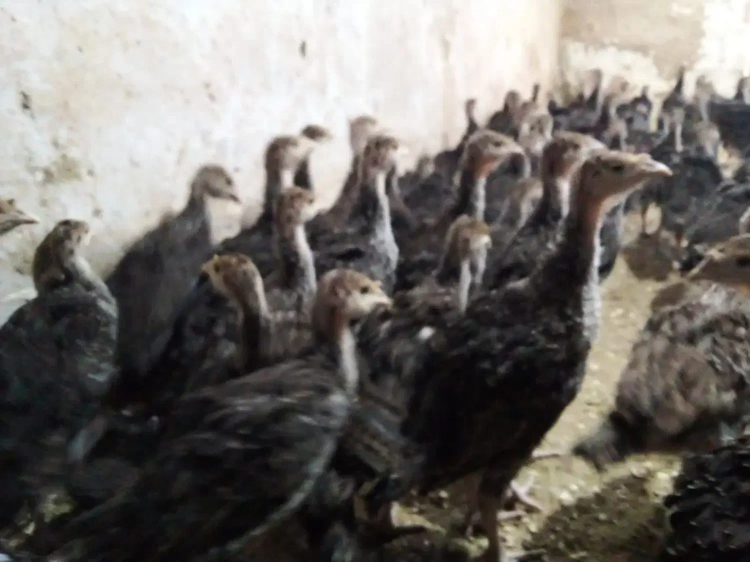 جوجه بوقلمون برنز سینه پهن /نیمچه|حیوانات مزرعه|اسلام‌شهر, شهرک مهدیه|دیوار