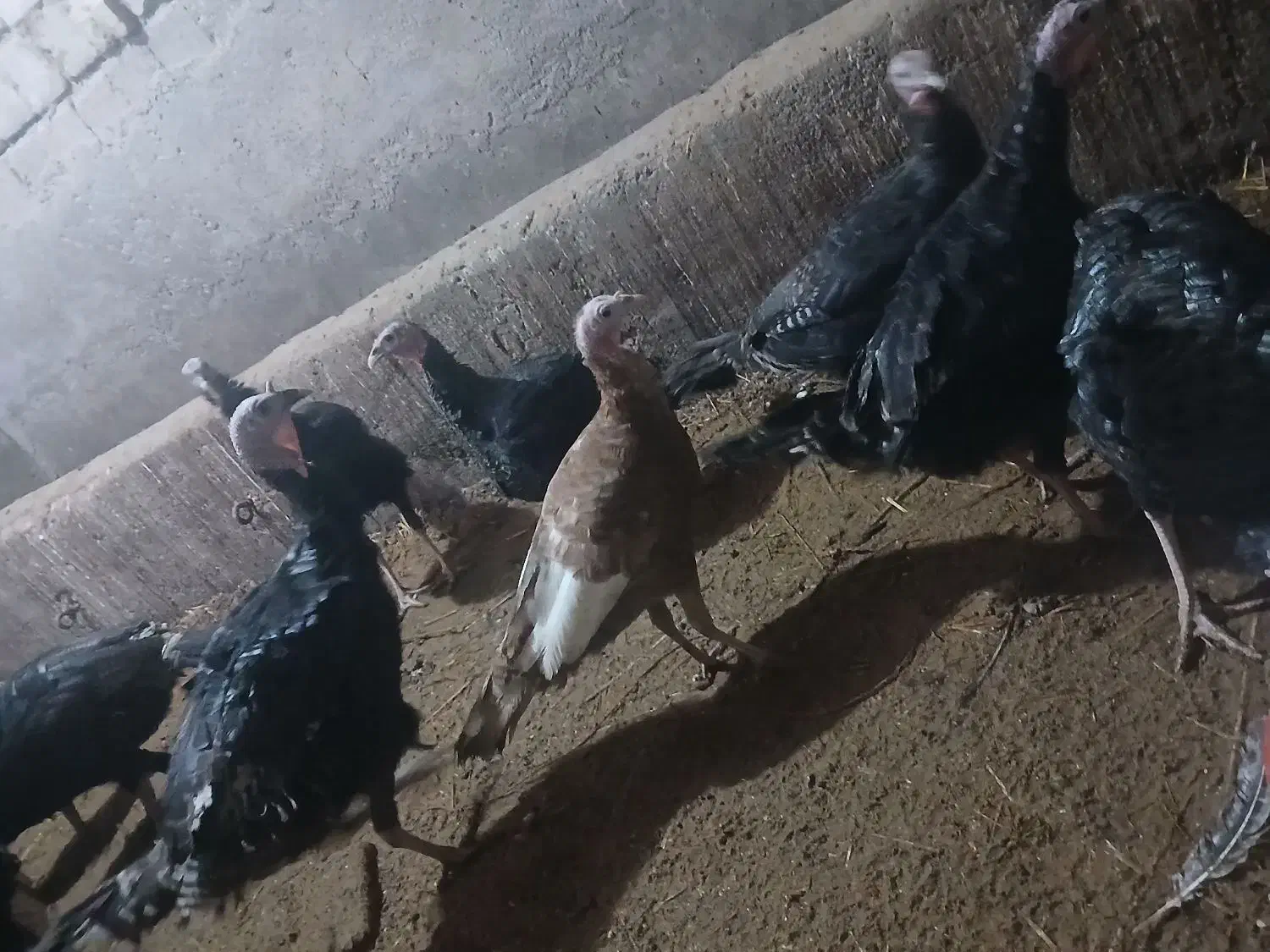 بوقلمون|حیوانات مزرعه|نوشین شهر, |دیوار