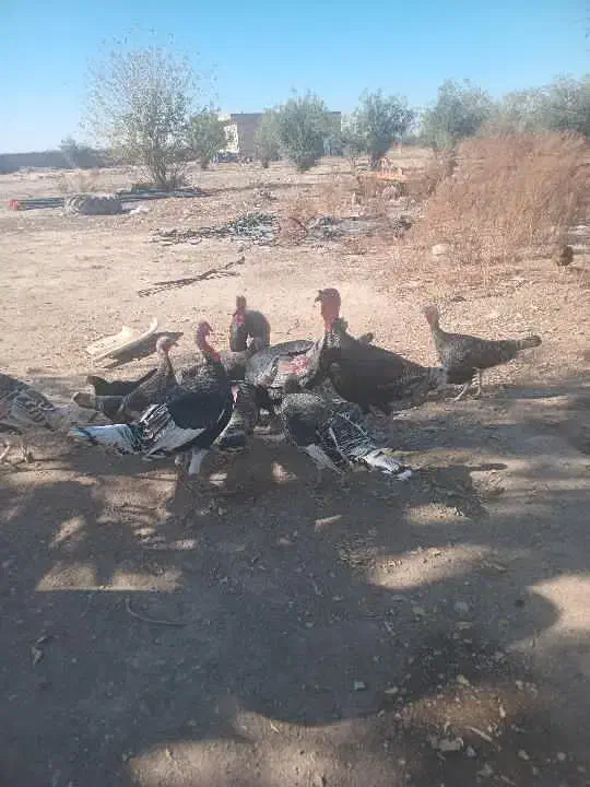 مرغ محلی بوقلمون|حیوانات مزرعه|گنبد کاووس, |دیوار