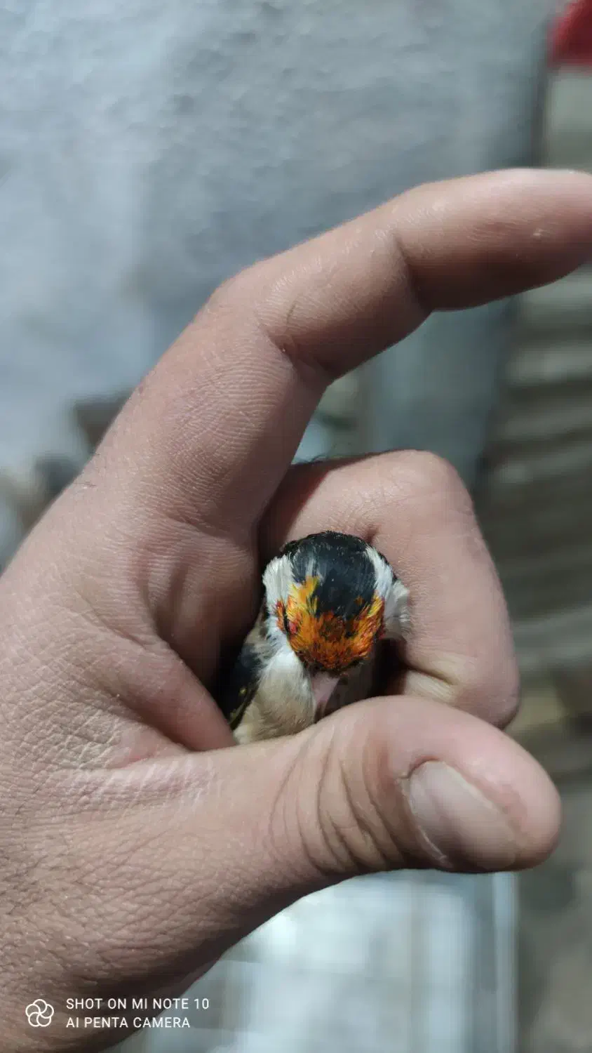 سهره جوجه قفس نشانه دار|پرنده|کرمانشاه, |دیوار