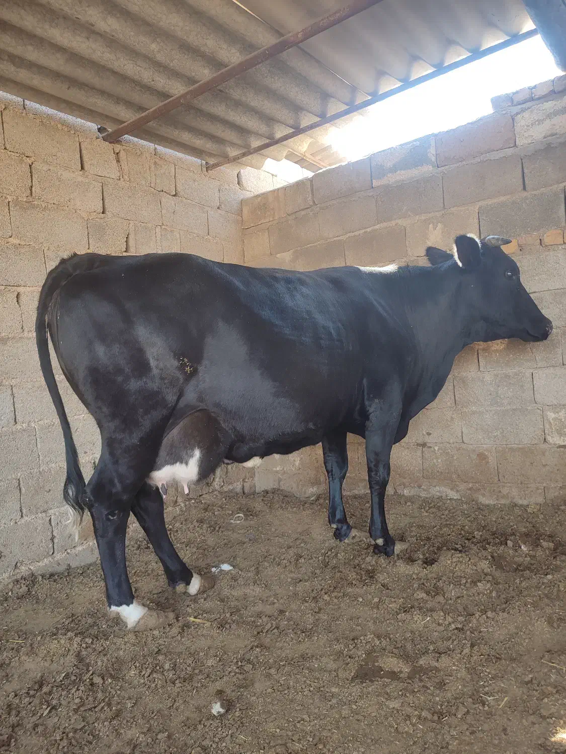 فروش گاو آبستن ماه اخر|حیوانات مزرعه|طسوج, |دیوار