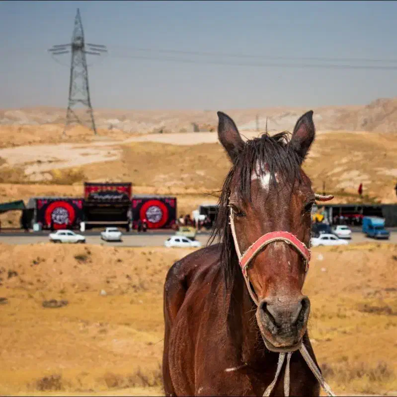 مادیان مناسب گاری|اسب و تجهیزات اسب‌سواری|ملک‌آباد, |دیوار
