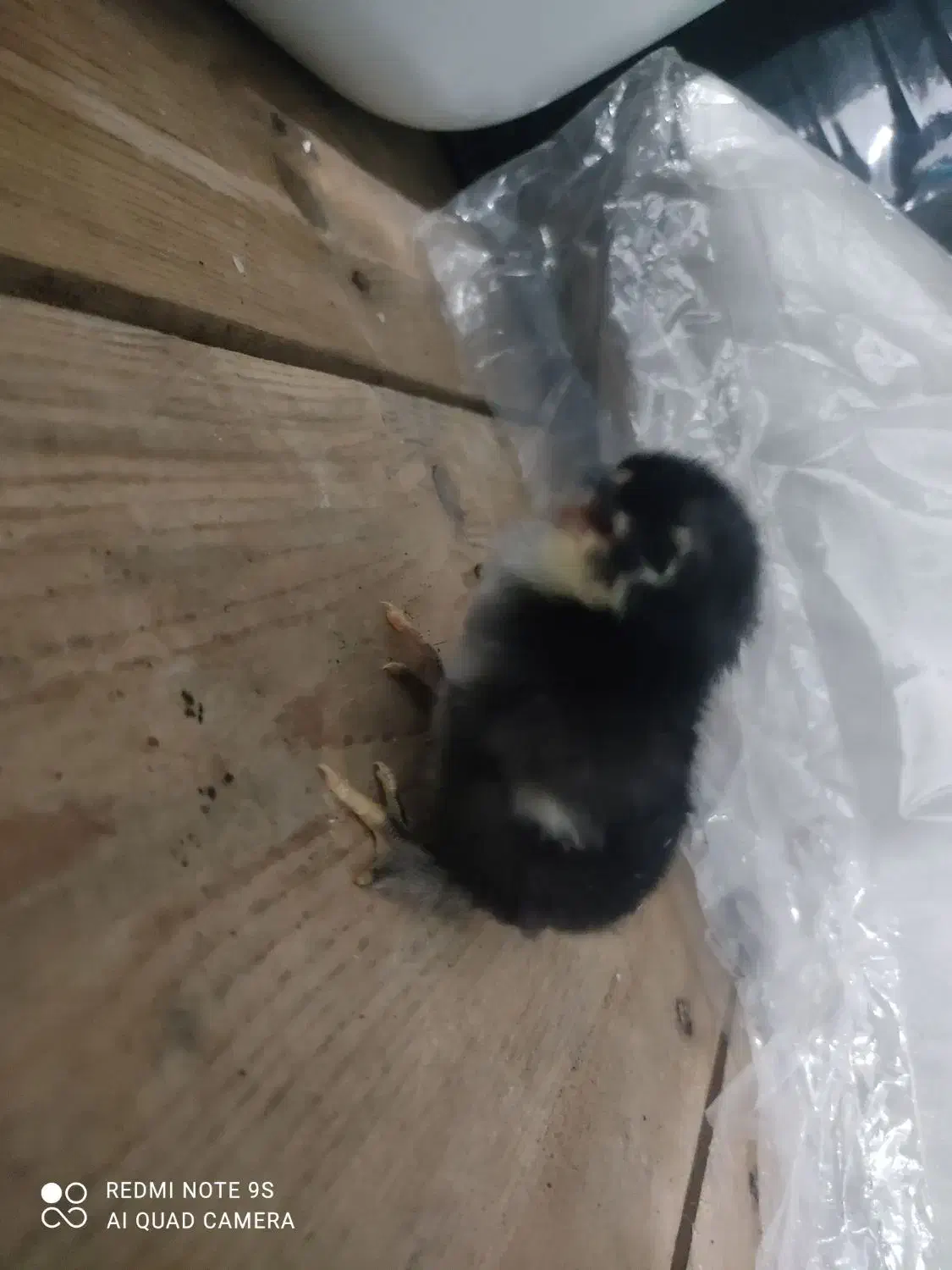 جوجه امپراطور|حیوانات مزرعه|فریدونکنار, |دیوار