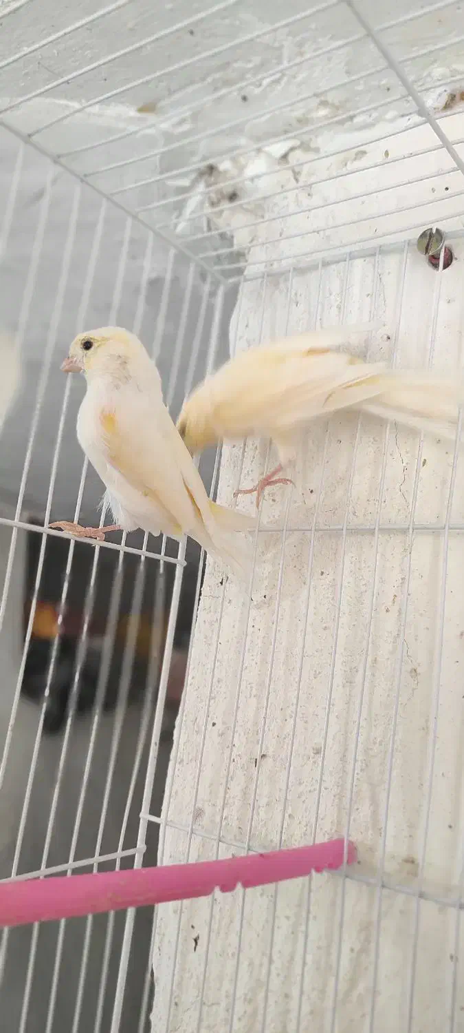 قناری زیبا و سرحال|پرنده|مشهد, گلبرگ شمالی|دیوار