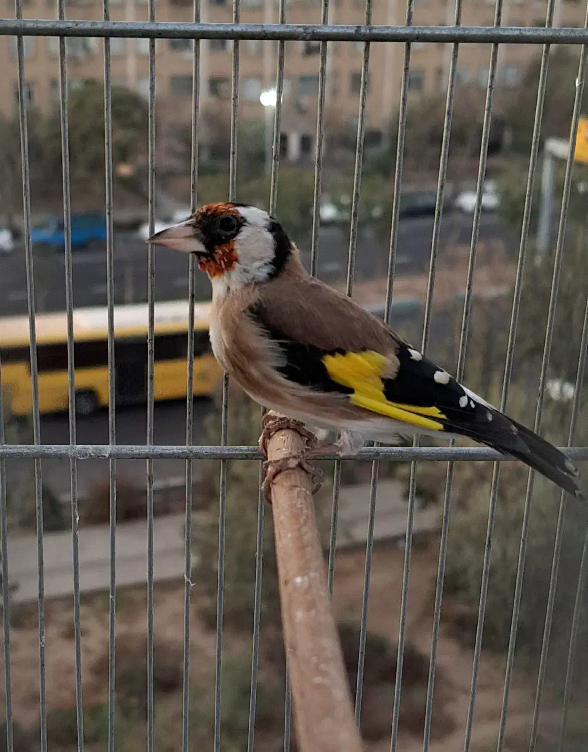 سهره بخون|پرنده|ری, منصوریه منگل|دیوار