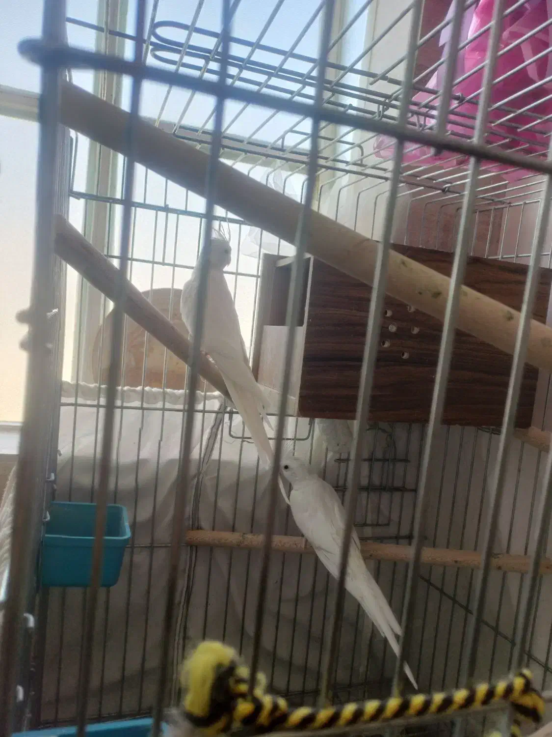 جفت عروس آلبینو استثنایی|پرنده|مرودشت, مسجد رسول|دیوار