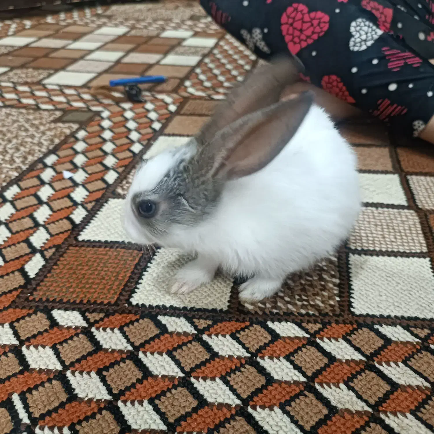 خرگوش|موش و خرگوش|بندر ماهشهر, |دیوار