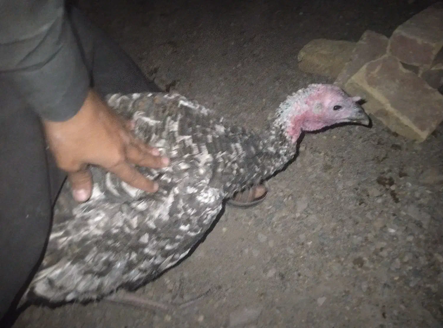 فوری فروش بقلمون|حیوانات مزرعه|سیب و سوران, |دیوار