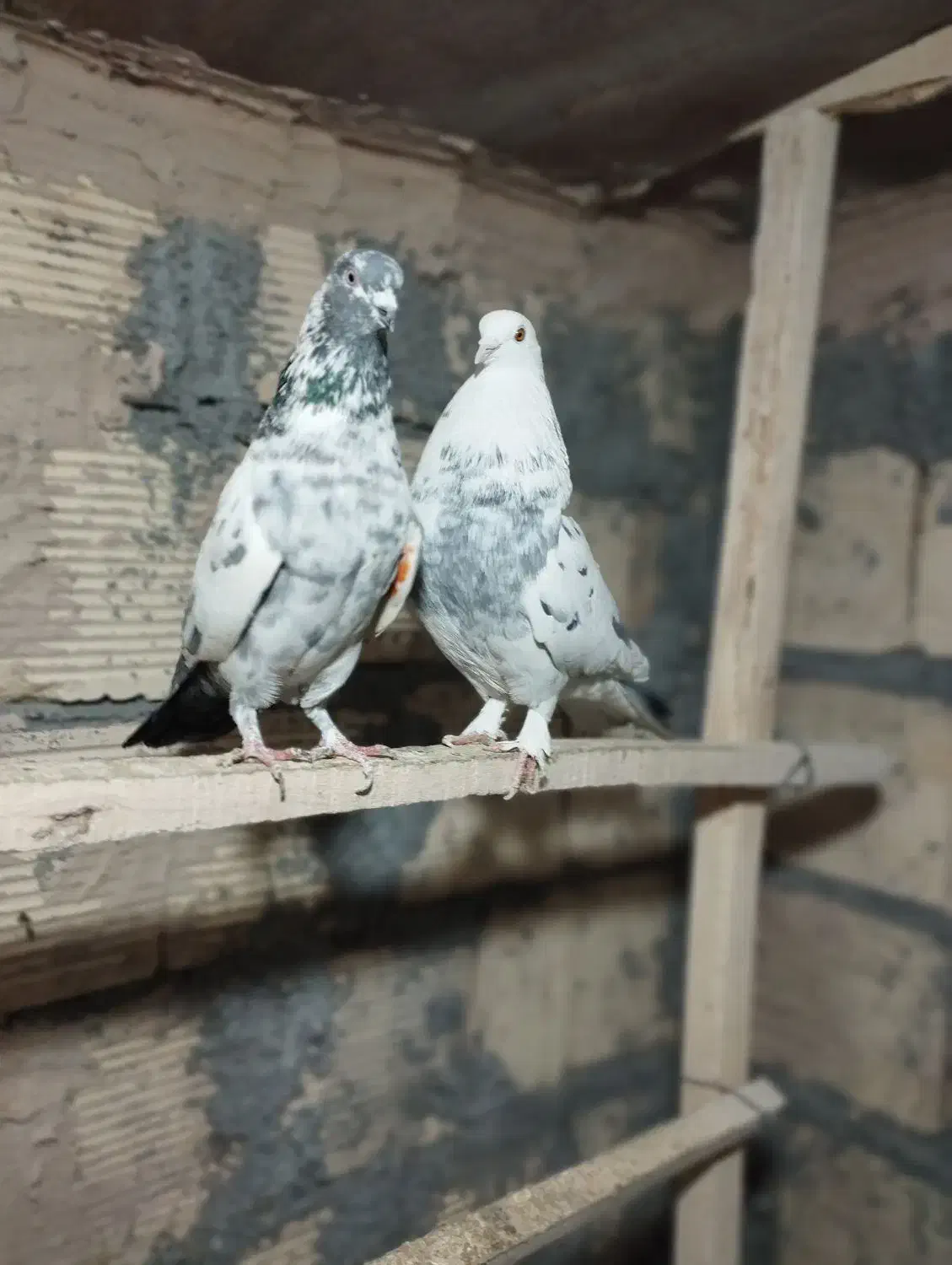 کفتر عتیقه|پرنده|معصومیه, |دیوار