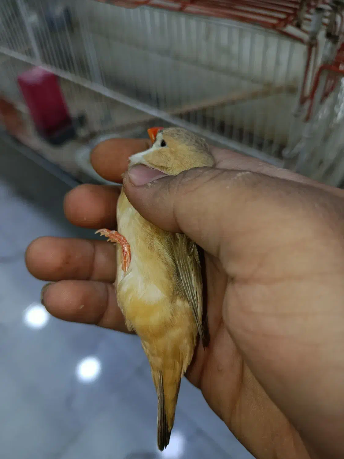 فمج انگلیسی|پرنده|بندرعباس, |دیوار