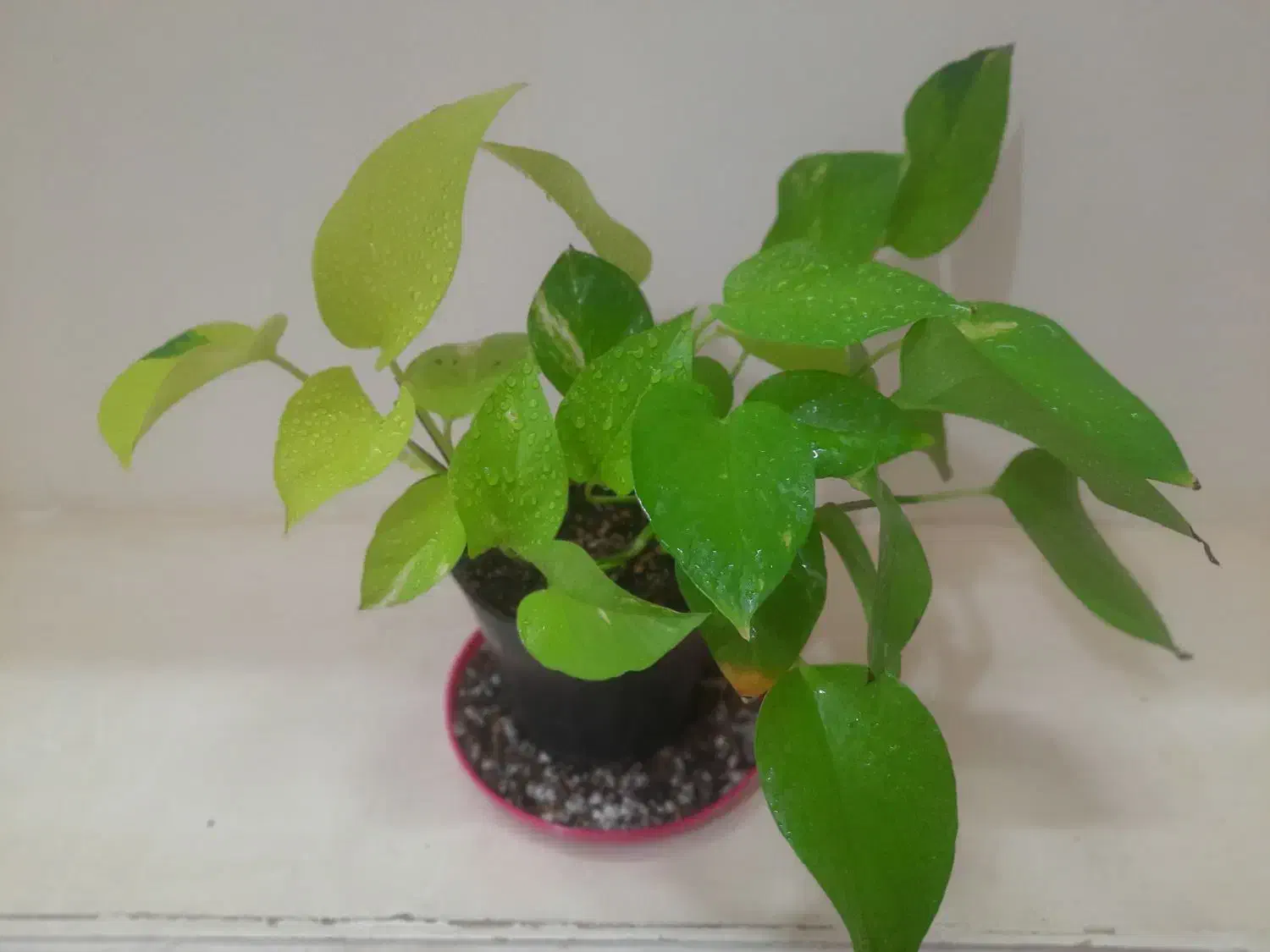 رویش مجددگیاهان اپارتمانی|گل و گیاه طبیعی|اصفهان, پوریای ولی|دیوار