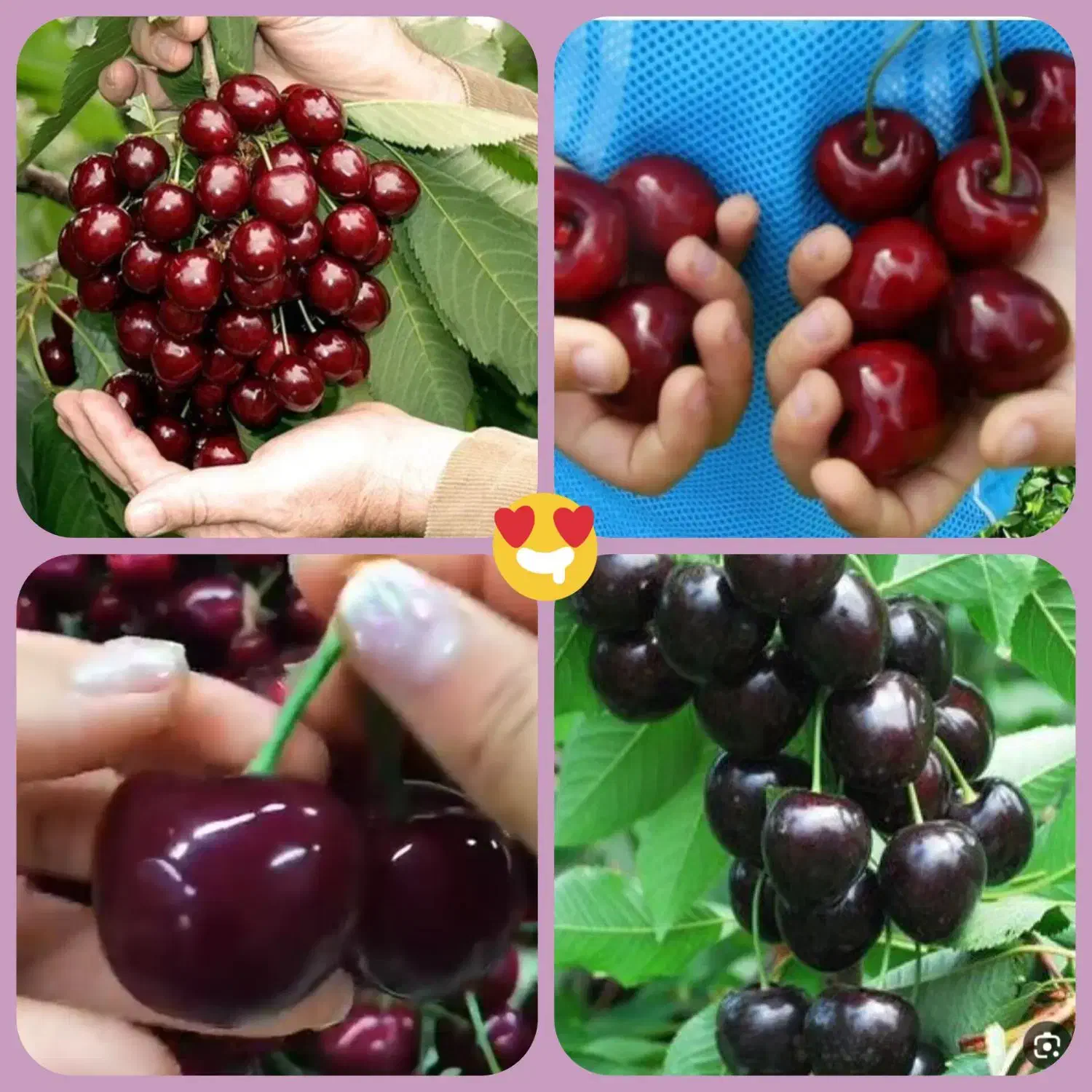 درخت گیلاس سردسیری ،پربار، نهالستان نهالینو|گل و گیاه طبیعی|مشهد, عبادی|دیوار