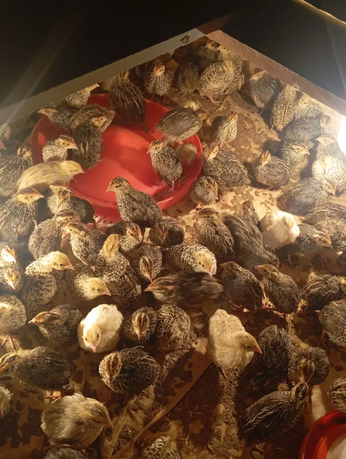 بلدرچین|حیوانات مزرعه|صابری, |دیوار