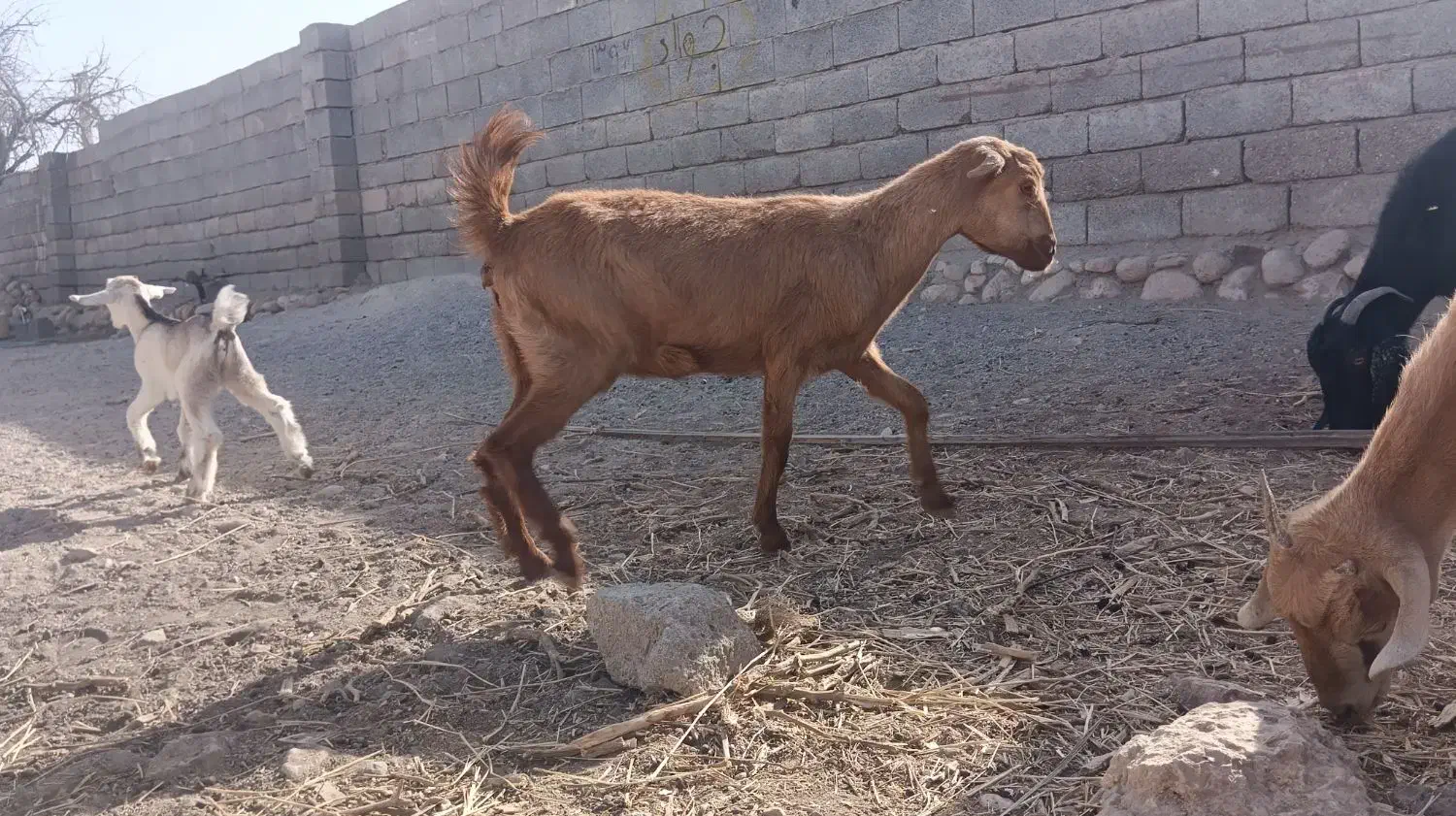 کهره ماده سرحال|حیوانات مزرعه|فین, |دیوار