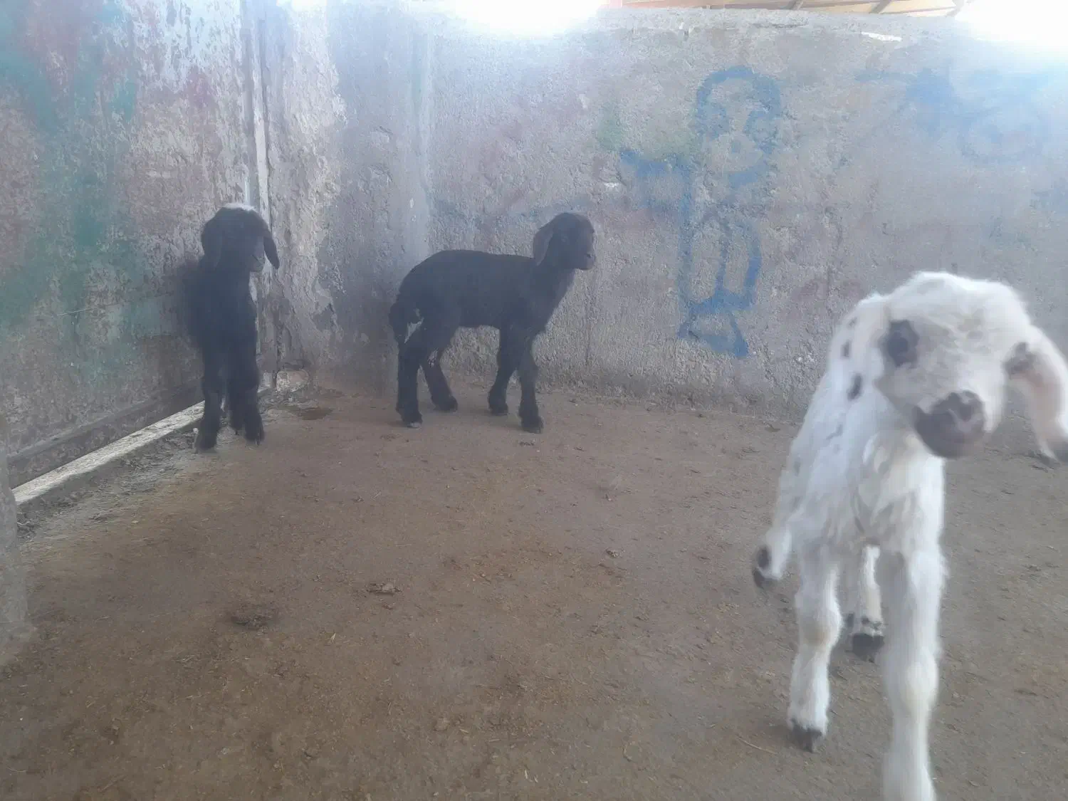 بره وبزغاله شیری|حیوانات مزرعه|تربت‌حیدریه, فردوسی جنوبی|دیوار