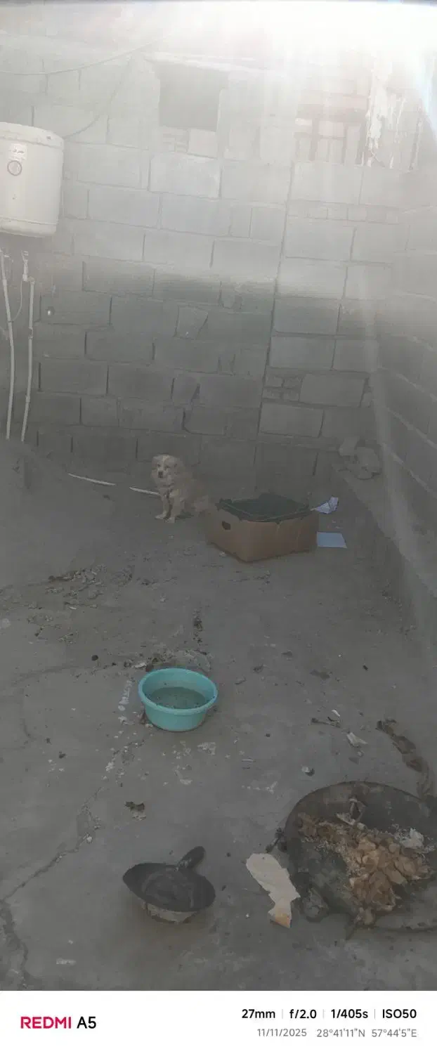 معاوضه با انگشتر چاقوویاپرنده زینتی|سگ|جیرفت, |دیوار