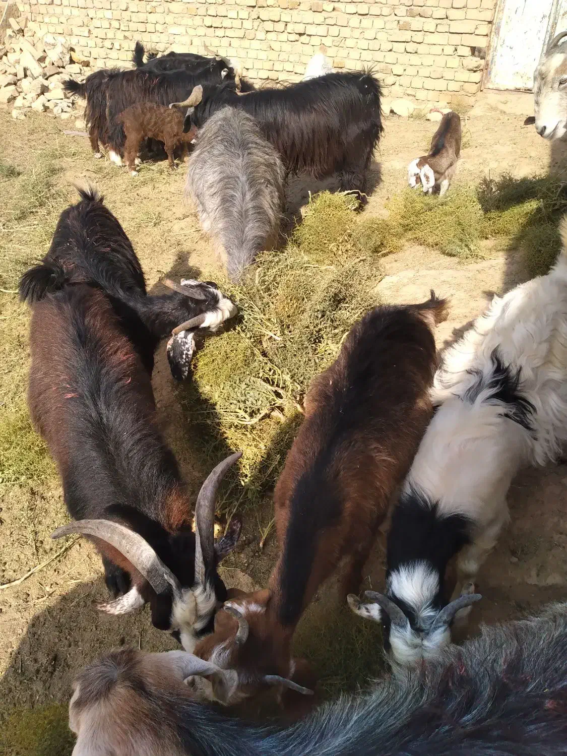 بزغاله کوچک.|حیوانات مزرعه|قزوین, |دیوار