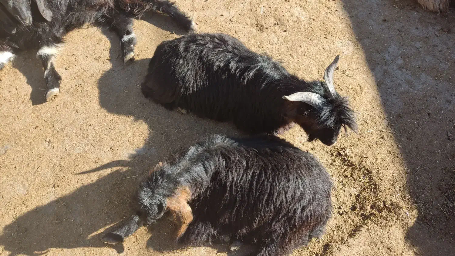 بزغاله|حیوانات مزرعه|نورآباد, |دیوار