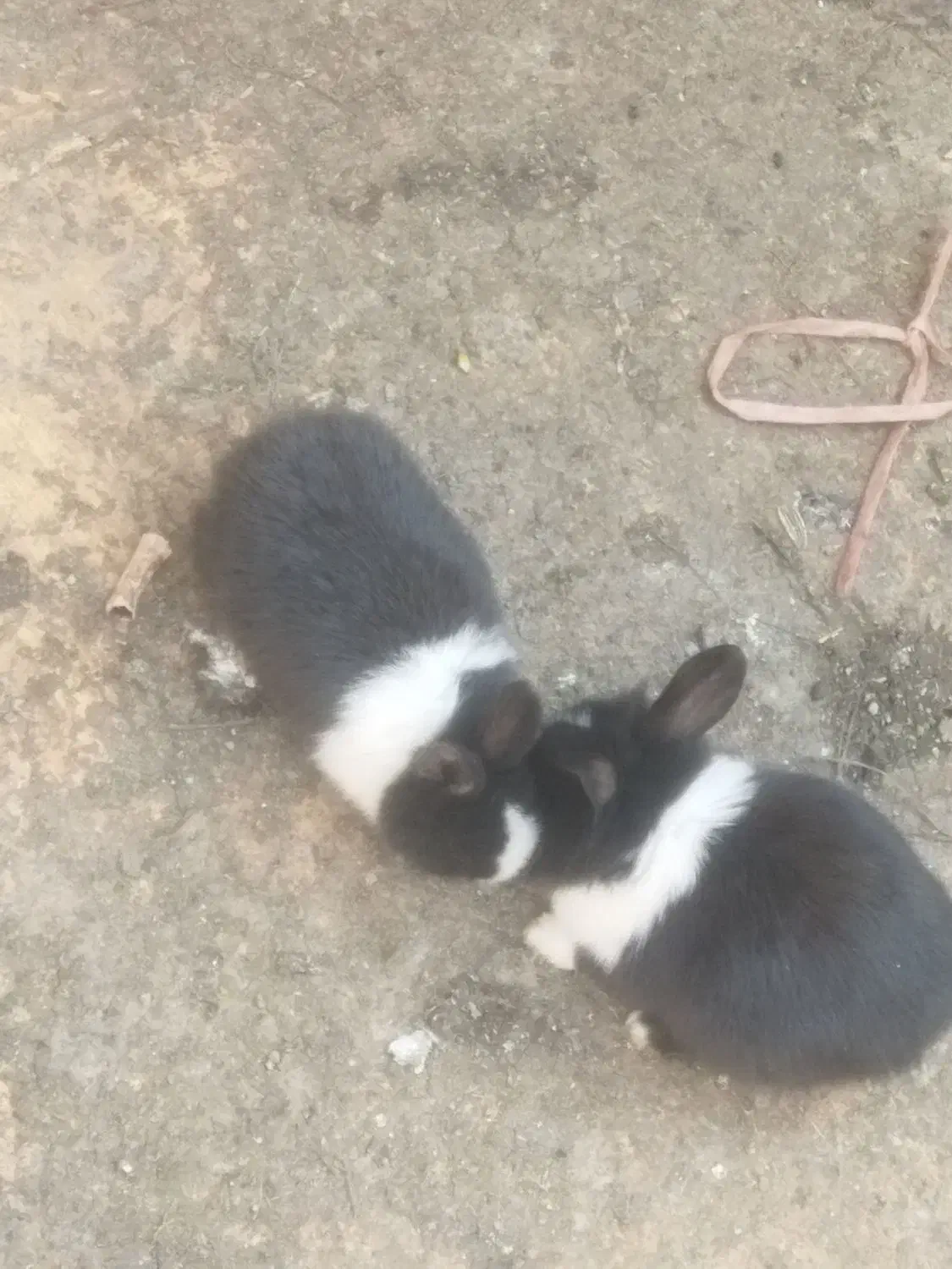 خرگوش|موش و خرگوش|قیامدشت - خاورشهر, |دیوار