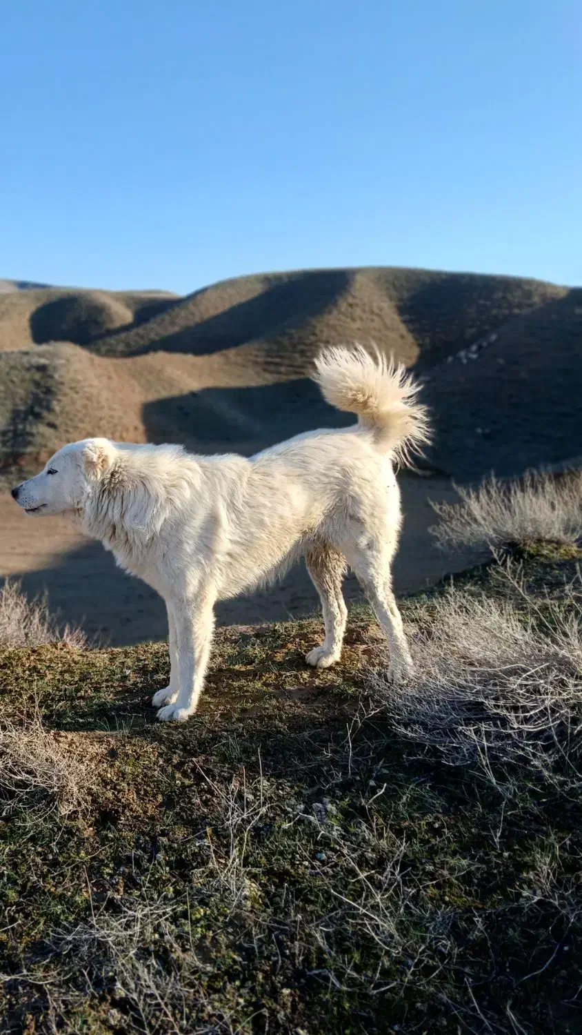 معاوضه|سگ|مانه, |دیوار