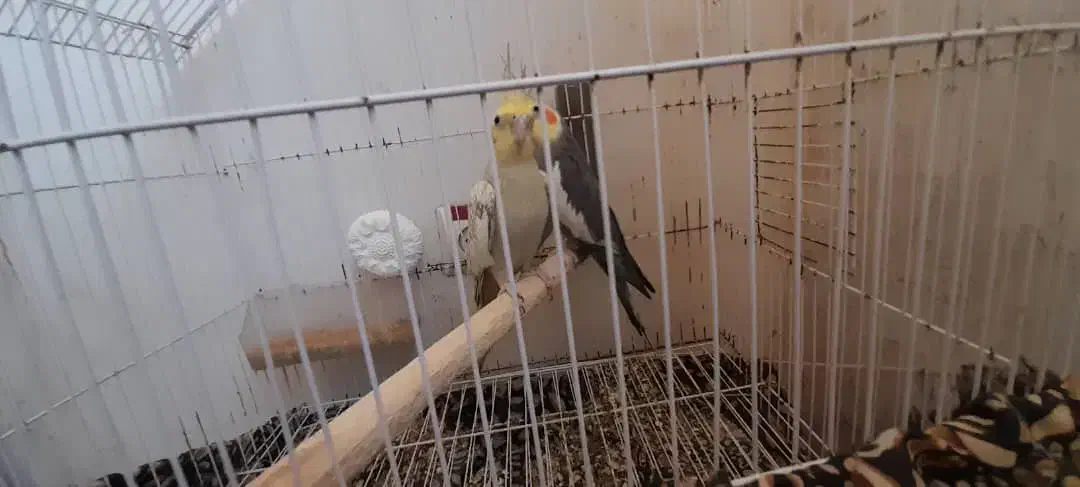 معاوضه یه جفت عروس هلندی مولد کار داده با قناری|پرنده|منجیل, |دیوار