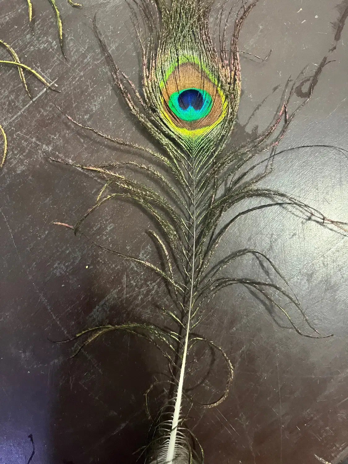 پر طاووس|صنایع دستی و سایر لوازم تزئینی|زارچ, |دیوار